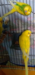 Молоденькие волнистые попугаи