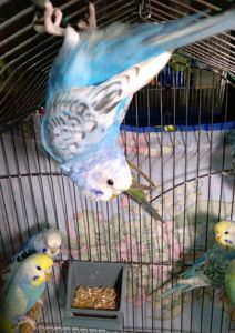 Молоденькие волнистые попугаи