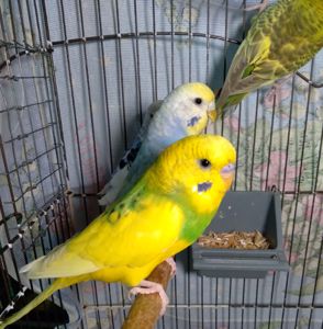 Молоденькие волнистые попугаи