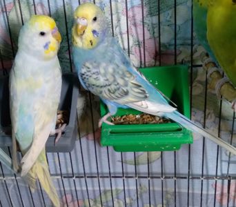 Молоденькие волнистые попугаи