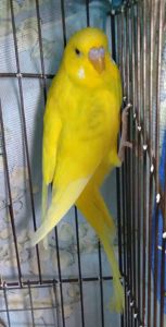 Молоденькие волнистые попугаи