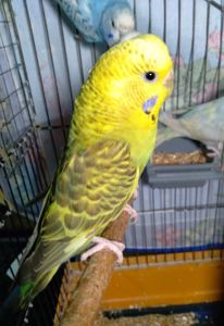 Молоденькие волнистые попугаи