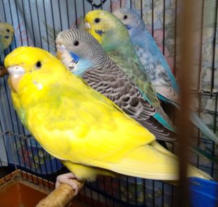 Молоденькие волнистые попугаи