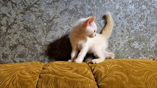 Белый тайский котенок (крем поинт). Мальчик. Тайские котята