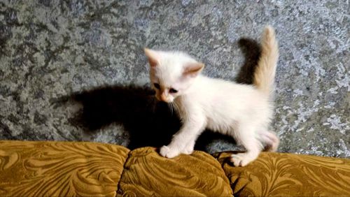 Белый тайский котенок (крем поинт). Мальчик. Тайские котята