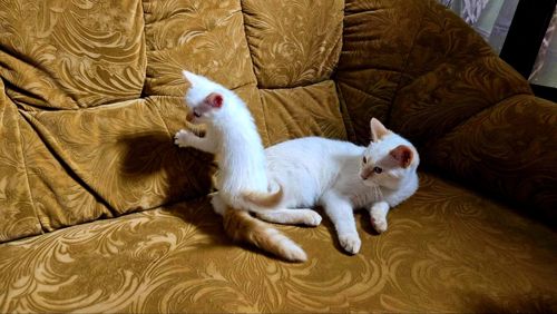 Белый тайский котенок (крем поинт). Мальчик. Тайские котята