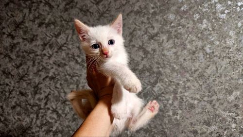 Белый тайский котенок (крем поинт). Мальчик. Тайские котята