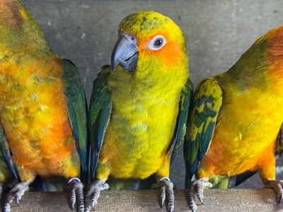 Яскраві папуги Аратінга, які дуже ручні