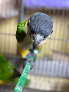 Папуга каік чорноголовий малюки