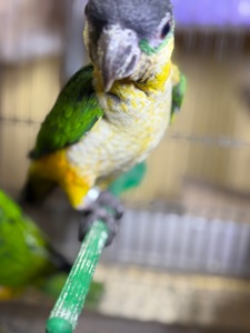 Папуга каік чорноголовий малюки