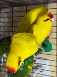 Какарики молоді та ручні папуги