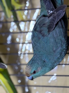 Какарики молоді та ручні папуги