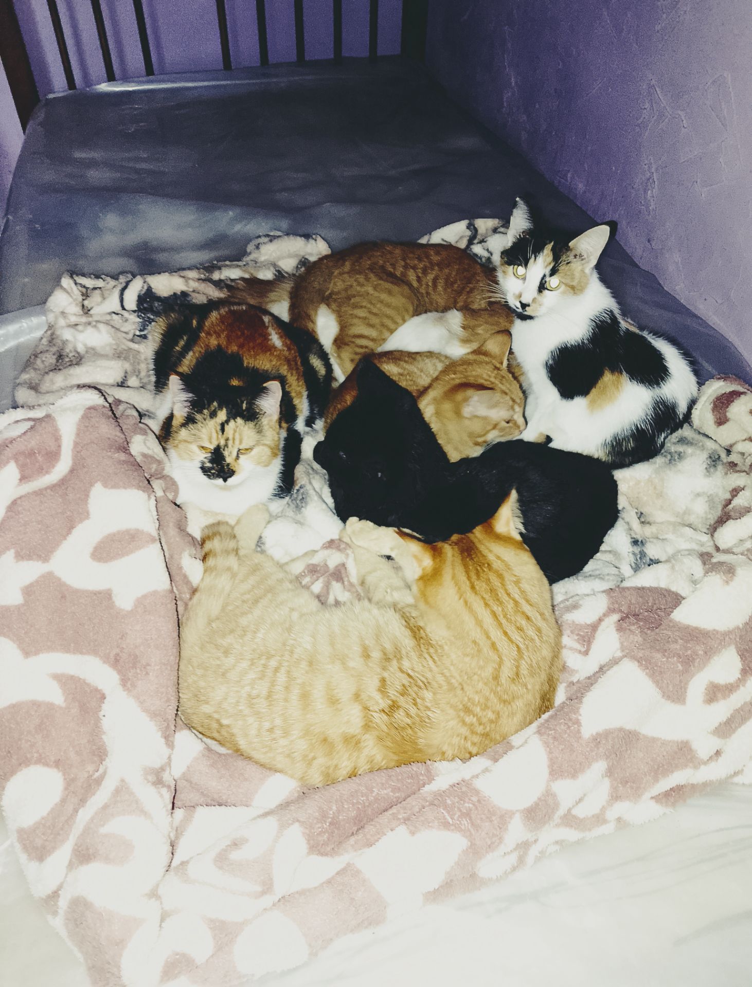 Котята от крупного кота-папы и любящей кошки-мамы