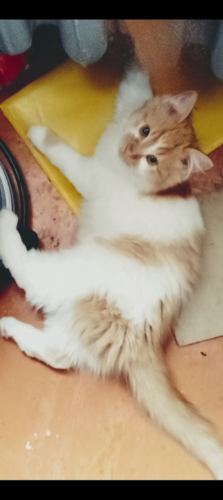 Котята от крупного кота-папы и любящей кошки-мамы