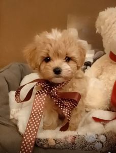 Лялькове ведмежатко мальтіпу Ф1