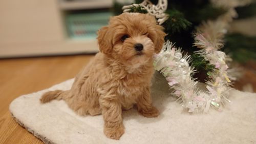 Лялькове ведмежатко мальтіпу Ф1