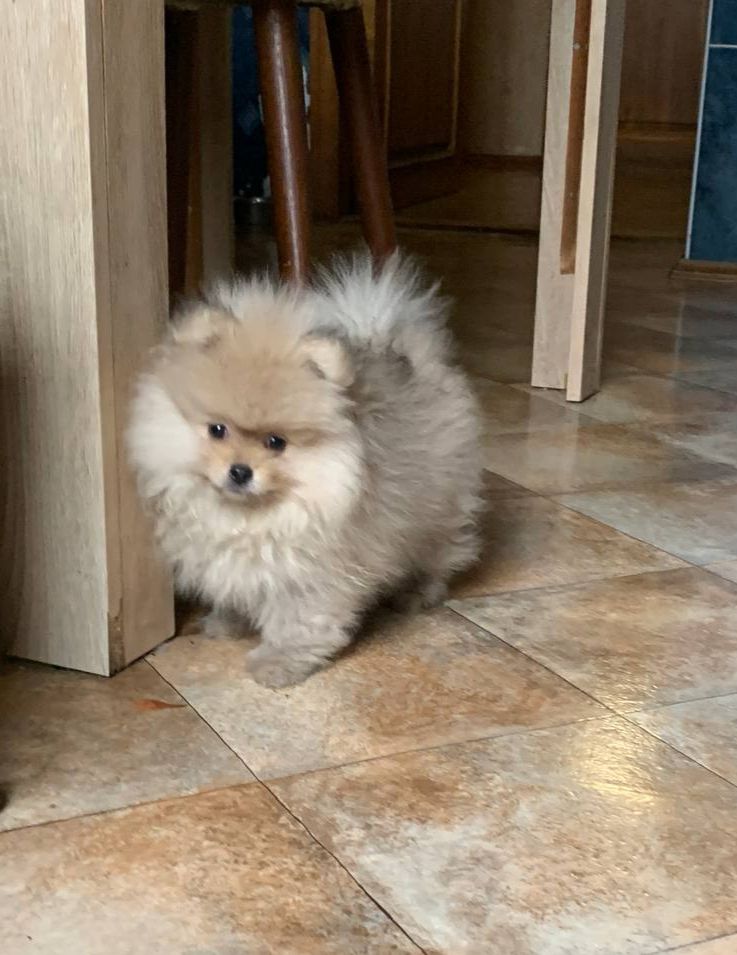 Щенок померанского шпица