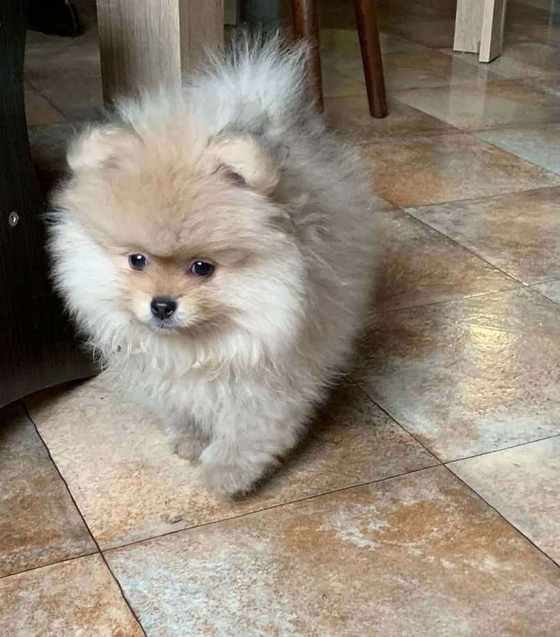 Щенок померанского шпица