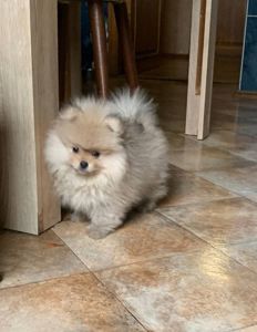 Щенок померанского шпица