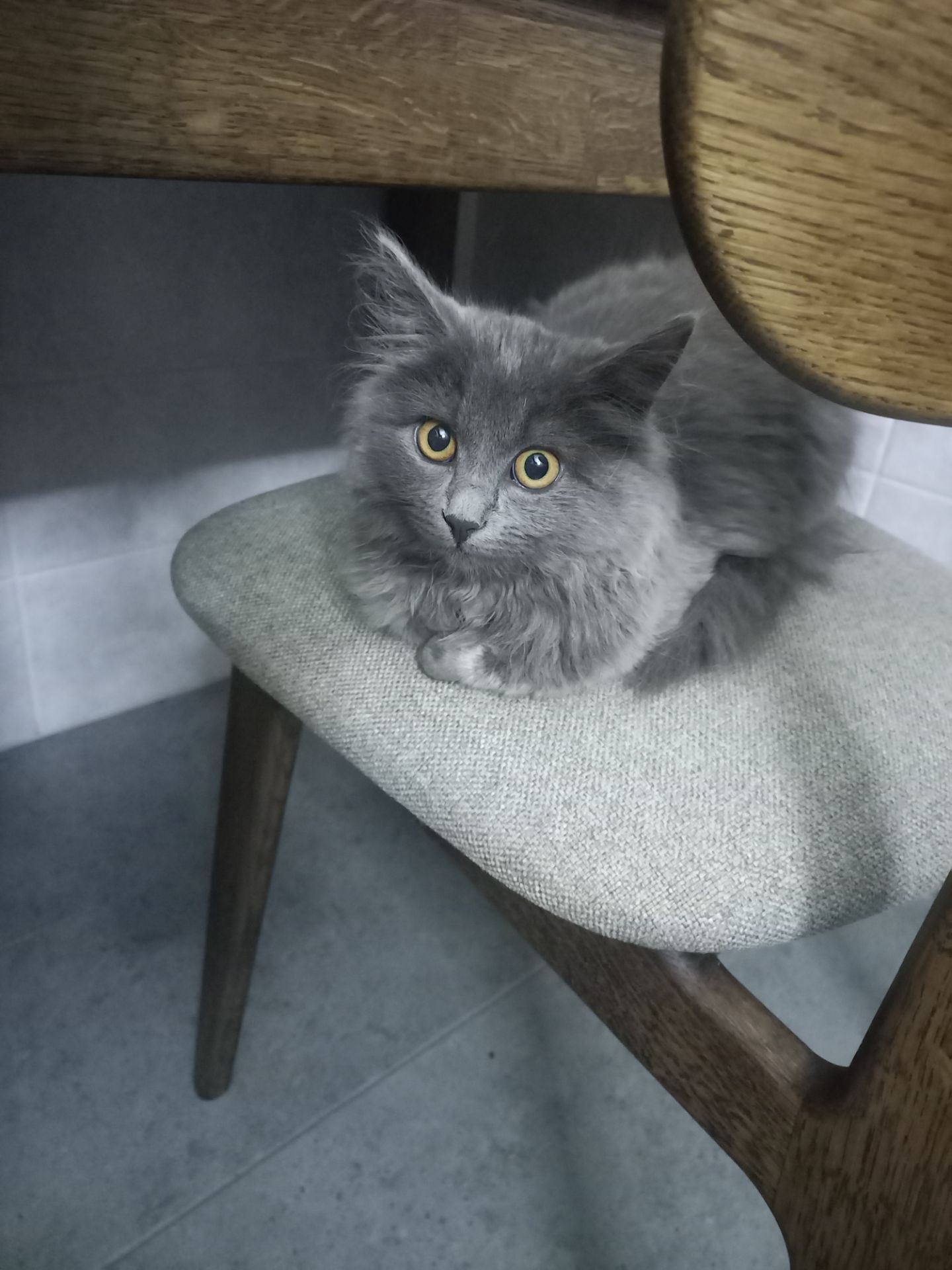 Кошеня нібелунга