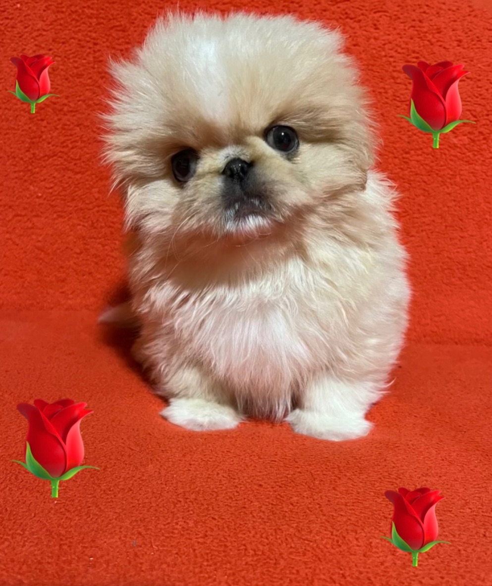 Пекінесики