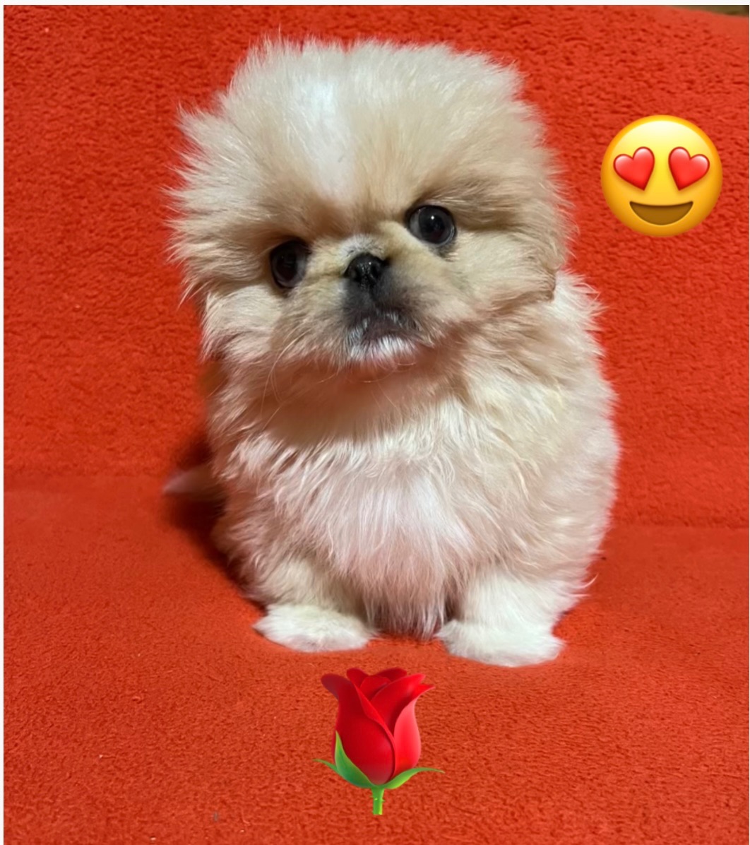 Пекінесики