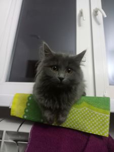 Кошеня нібелунга