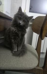 Кошеня нібелунга