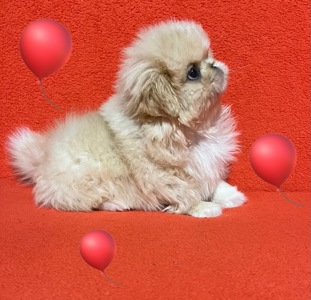 Пекінесики