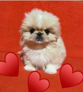 Пекінесики