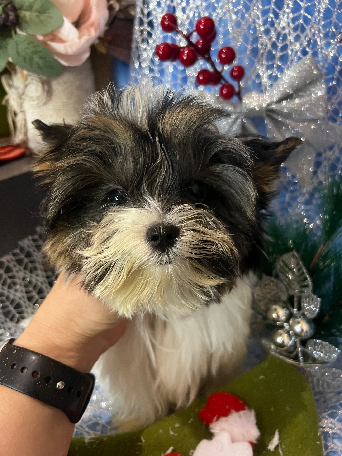 Мальчик ксу