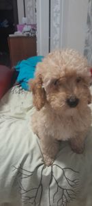 Цуценята той пуделя