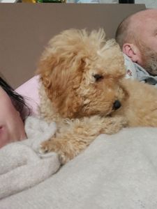 Цуценята той пуделя