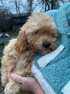 Цуценята той пуделя