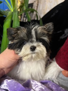 Мальчик ксу