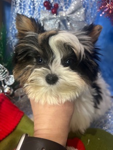 Мальчик ксу