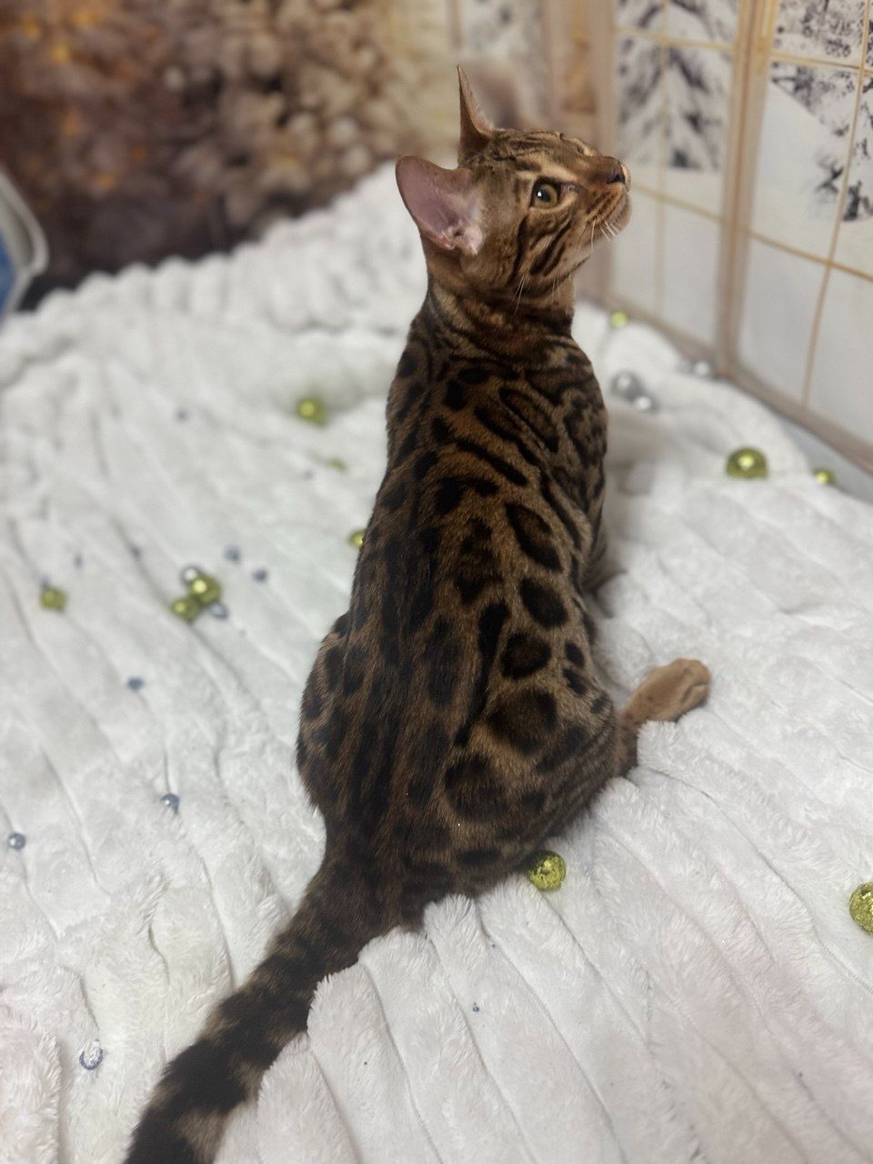 Бенгальське кошеня