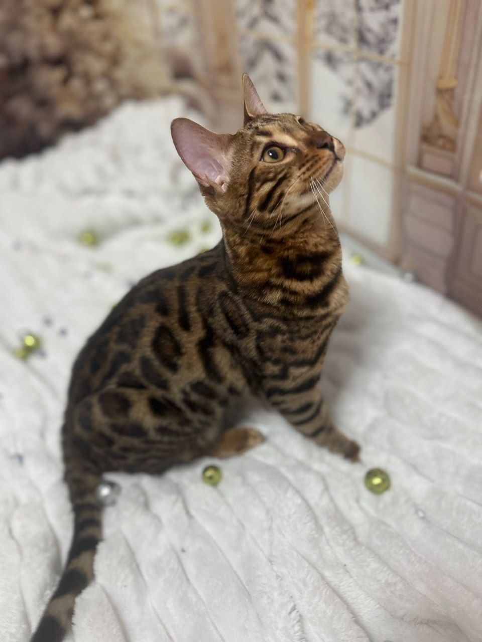 Бенгальське кошеня