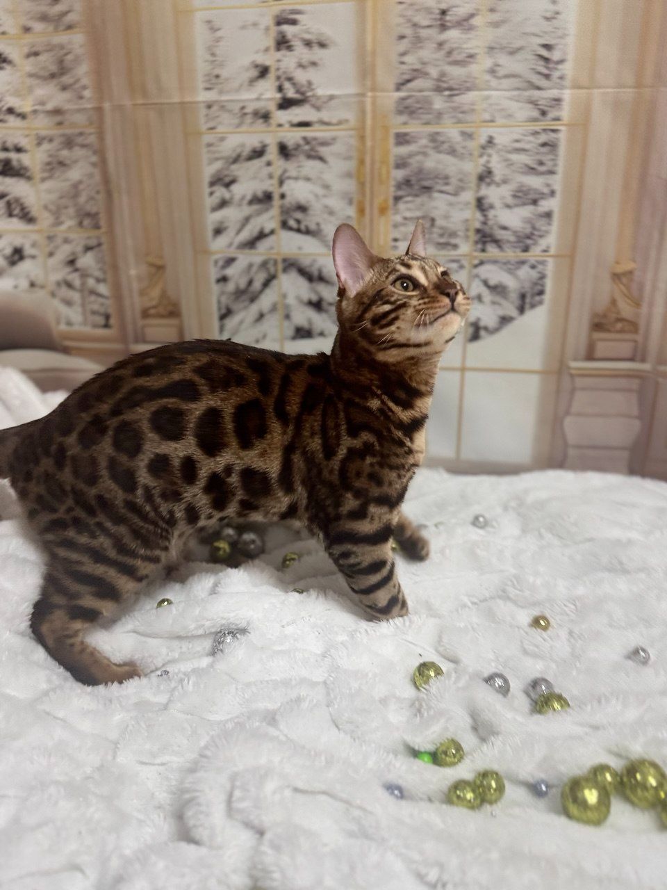 Бенгальське кошеня