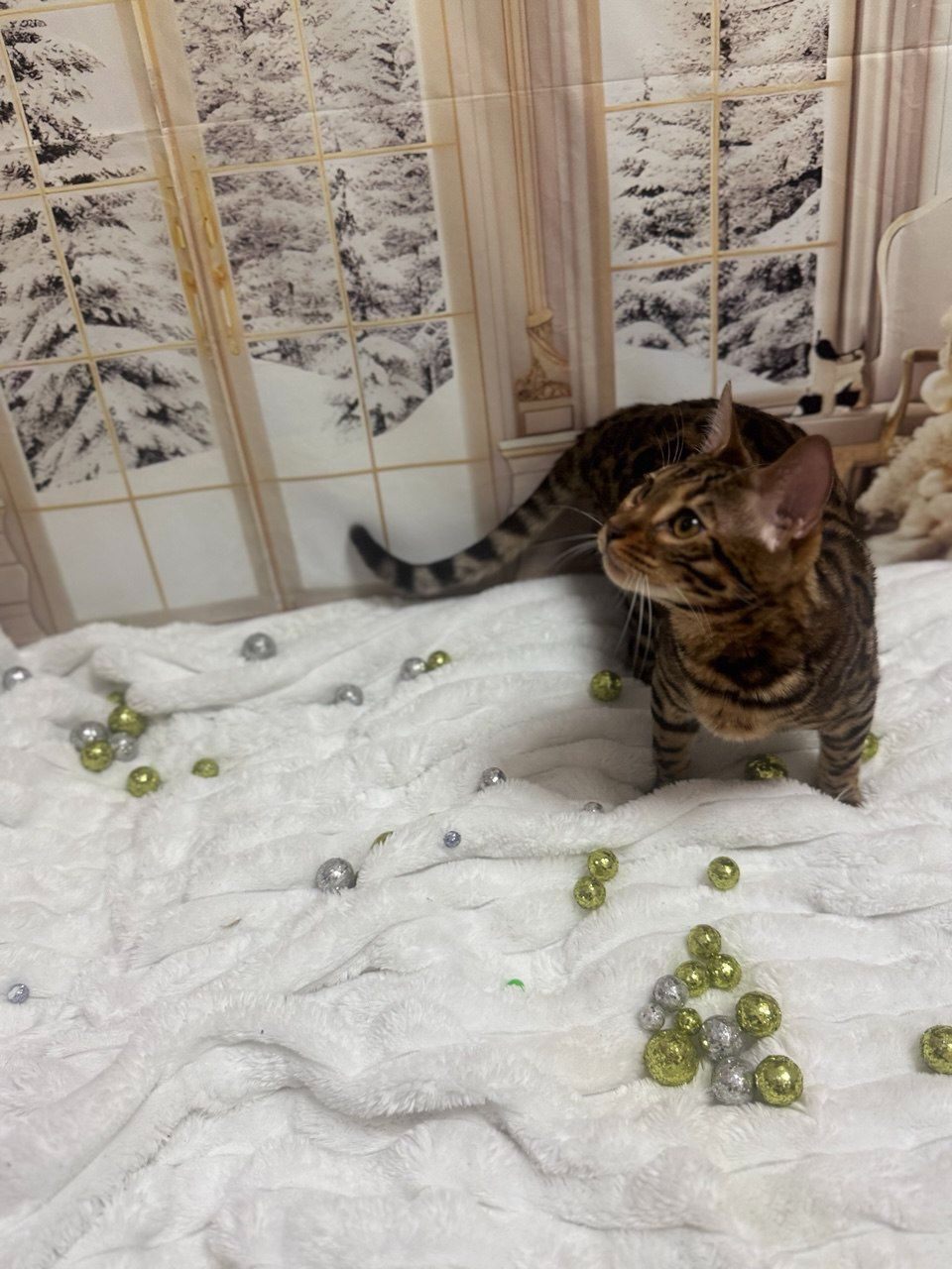 Бенгальське кошеня