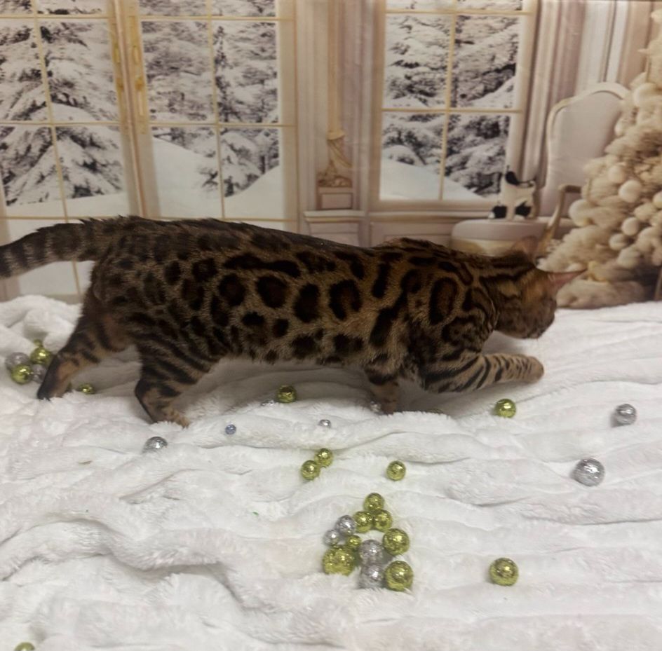 Бенгальське кошеня