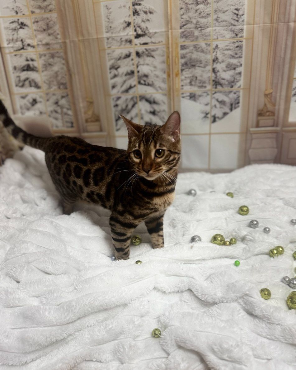 Бенгальське кошеня