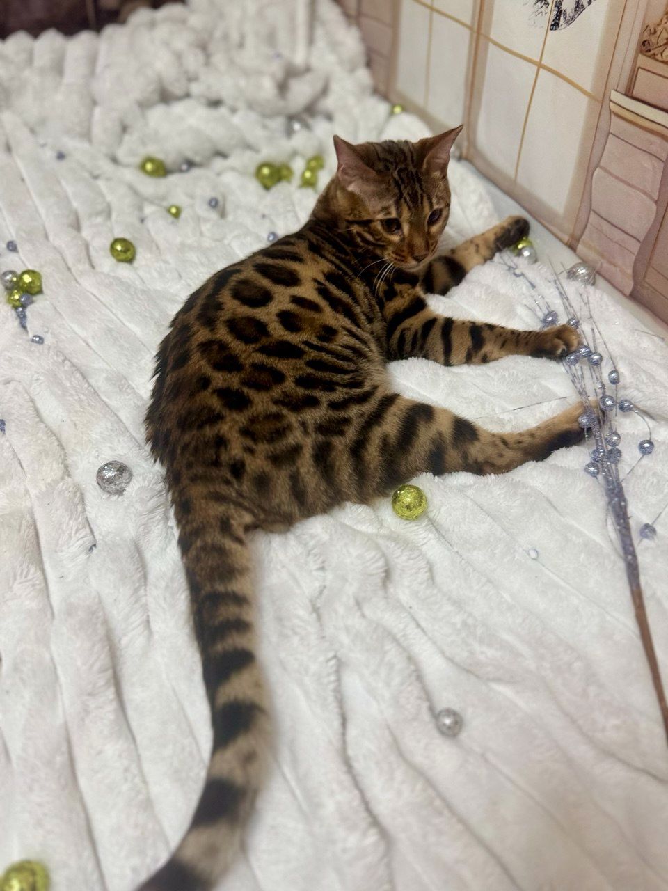 Бенгальське кошеня