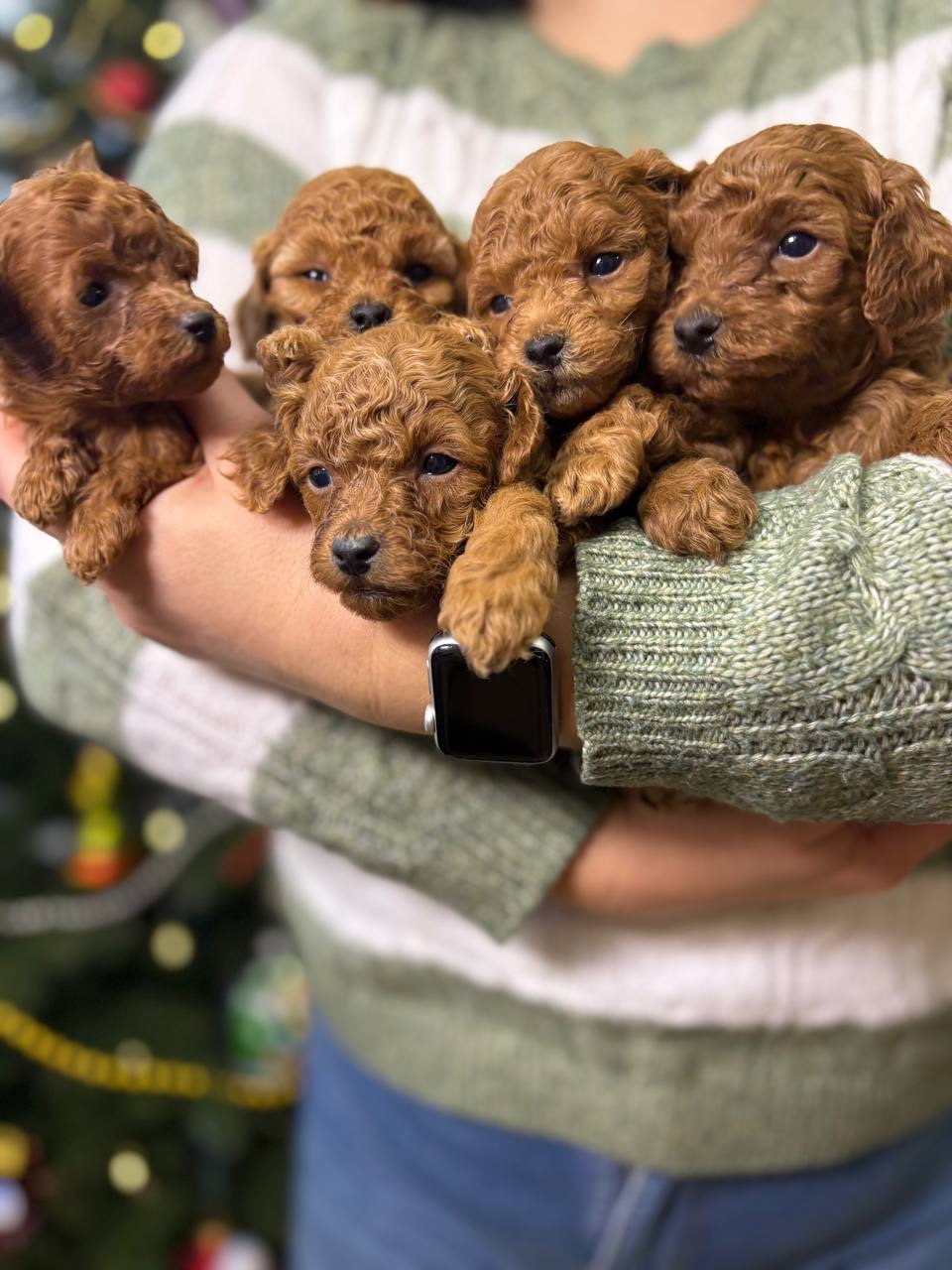 Хлопці той пуделя