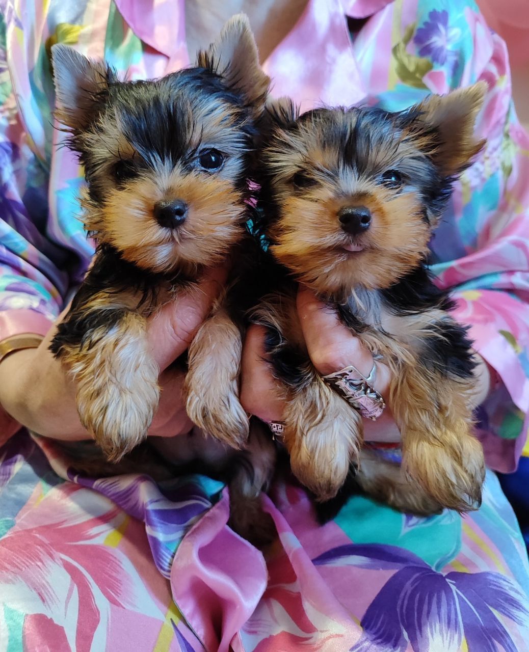 Цуценя йоркширський тер'єр предлагаються в нову родину