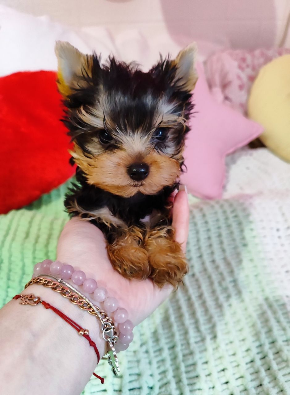 Цуценя йоркширський тер'єр предлагаються в нову родину