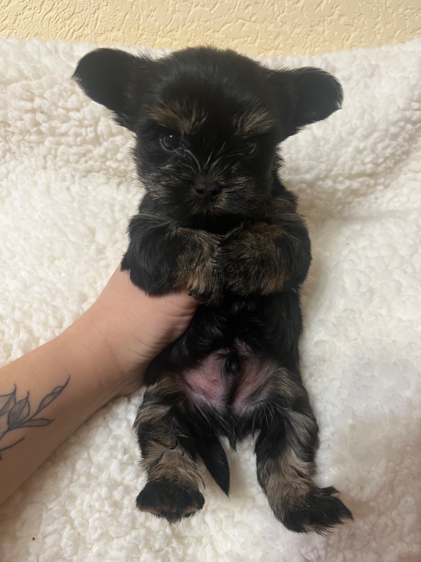 Цуценята йоркширського тер’єра