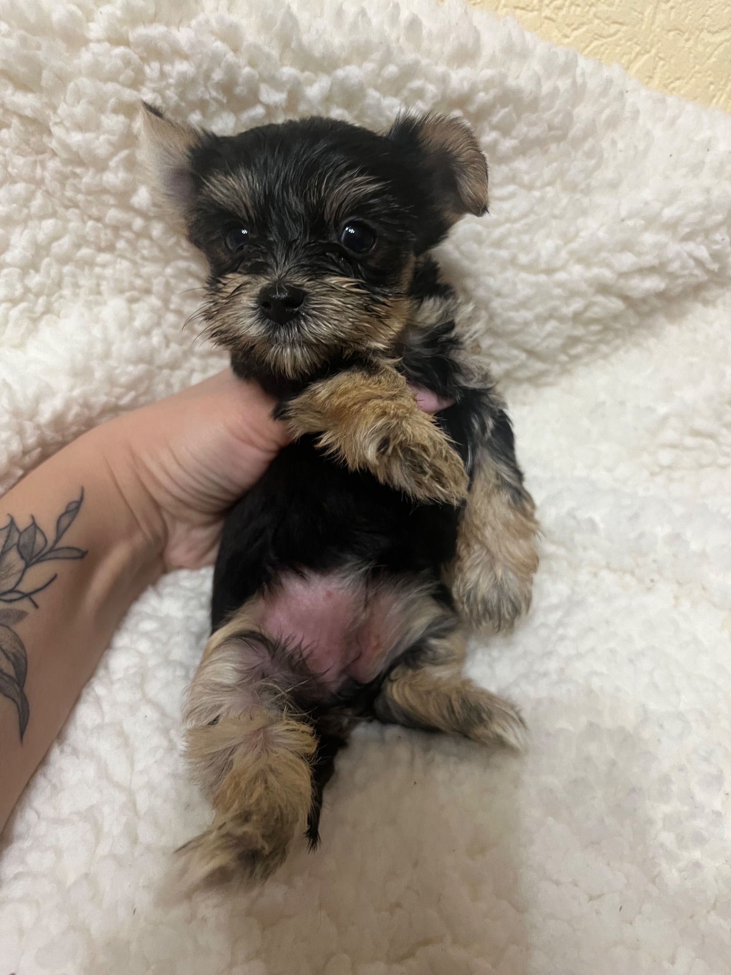 Цуценята йоркширського тер’єра