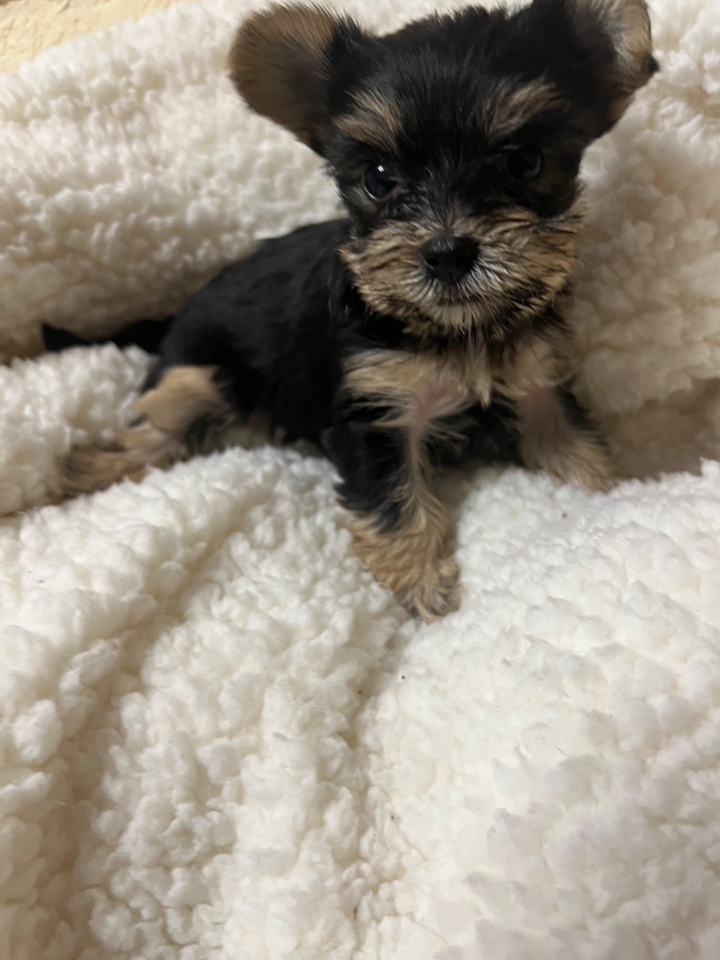 Цуценята йоркширського тер’єра