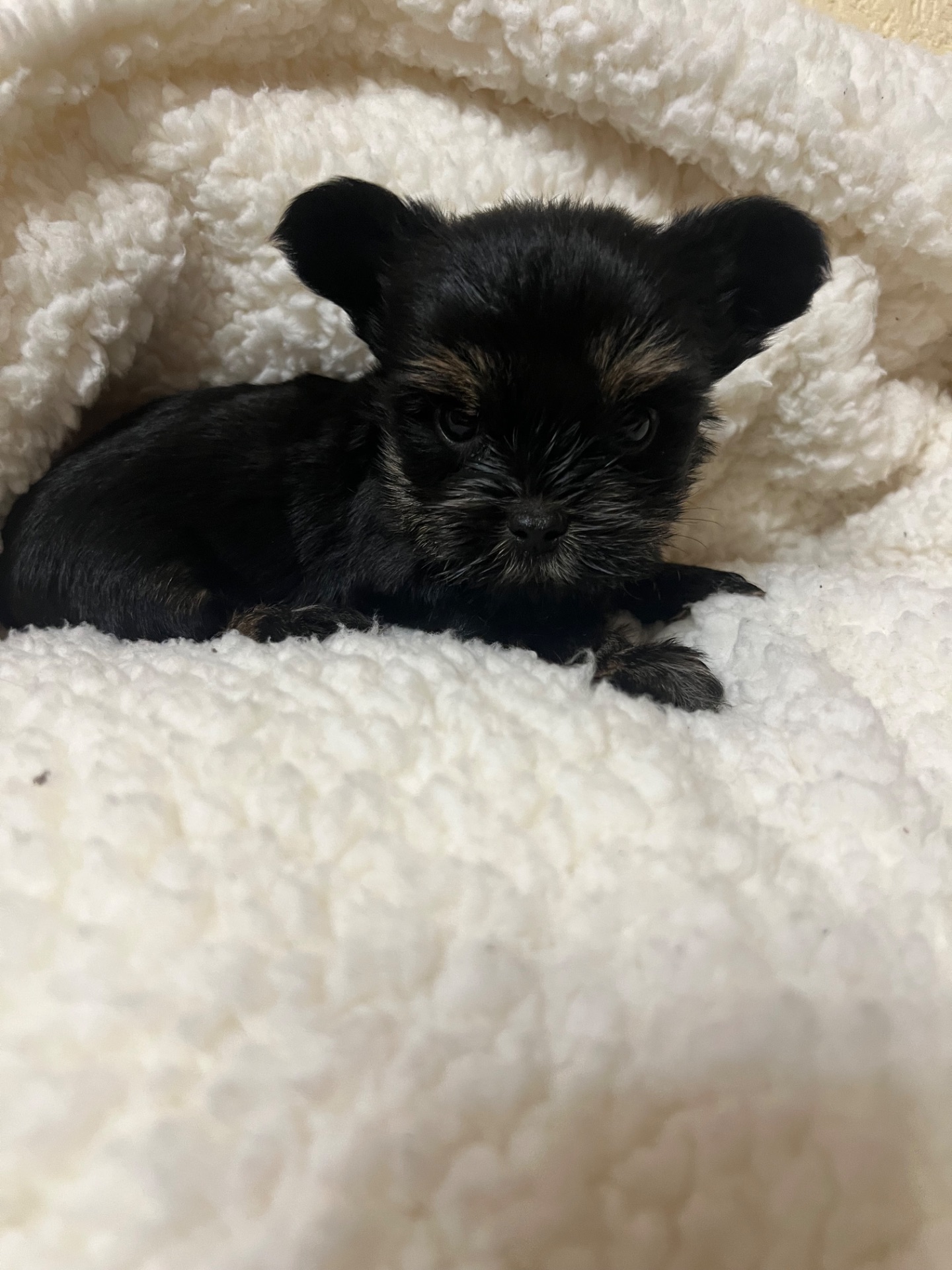 Цуценята йоркширського тер’єра